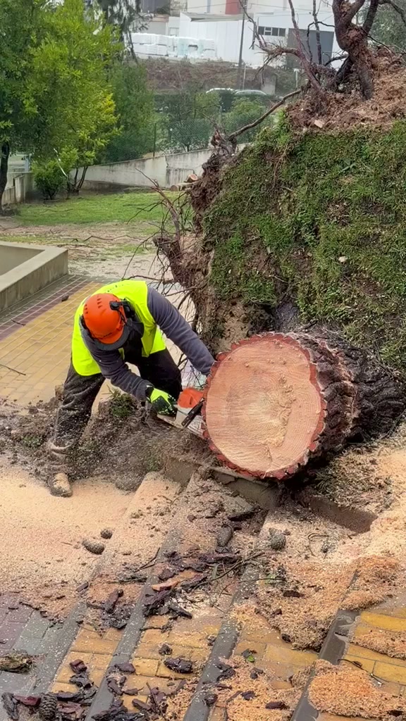 Remoção de árvores caídas, tempestade Kristine, município de Leiria